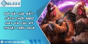 Đá gà cựa sắt - Cách chơi hay và các kỹ thuật hiệu quả