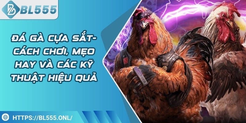 Đá gà cựa sắt - Cách chơi hay và các kỹ thuật hiệu quả